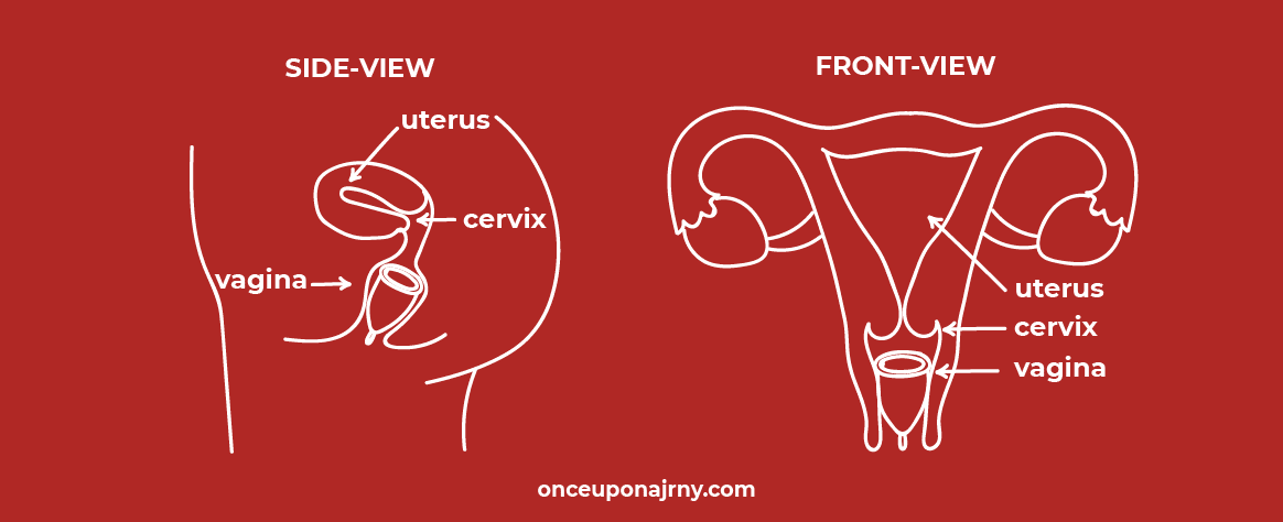 Menstrual Cup Correct Placement Side Front